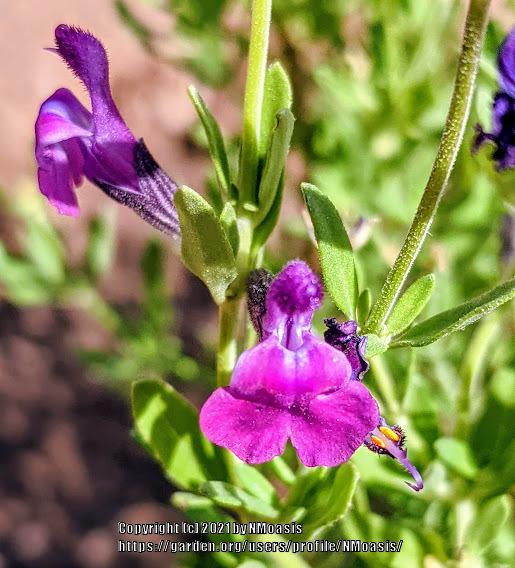 Photo of Sage (Salvia 'Ultra Violet') uploaded by NMoasis