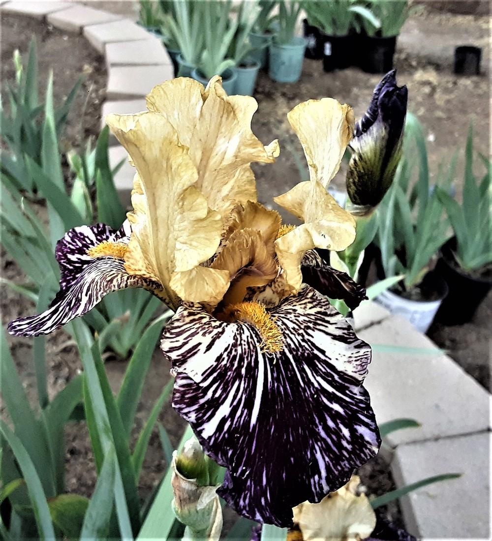Photo of Tall Bearded Iris (Iris 'Grape Snakez') uploaded by Bitoftrouble