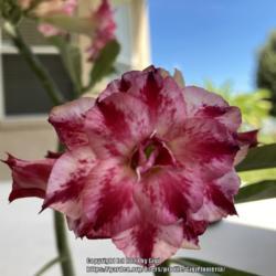 Location: Tampa, Florida
Date: 2021-09-29
A beautiful bloom of my grafted Adenium.