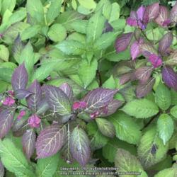 Location: Southern Maine
Date: 2017-09-19
The blooms are plum to purple to berry shades in the autumn.