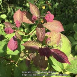 Location: Southern Maine
Date: 2017-09-26
Fall brings shades of burgundy and purple to Blue Billow leaves a
