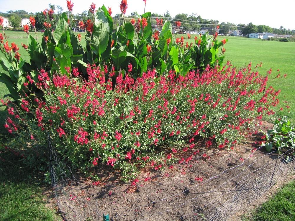 Photo of Sage (Salvia Windwalker® Royal Red) uploaded by hawkeyewx