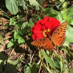 Location: Decatur, GA
Date: 2021-09-09
Gulf fritillary or passion butterfly on Zinnia.