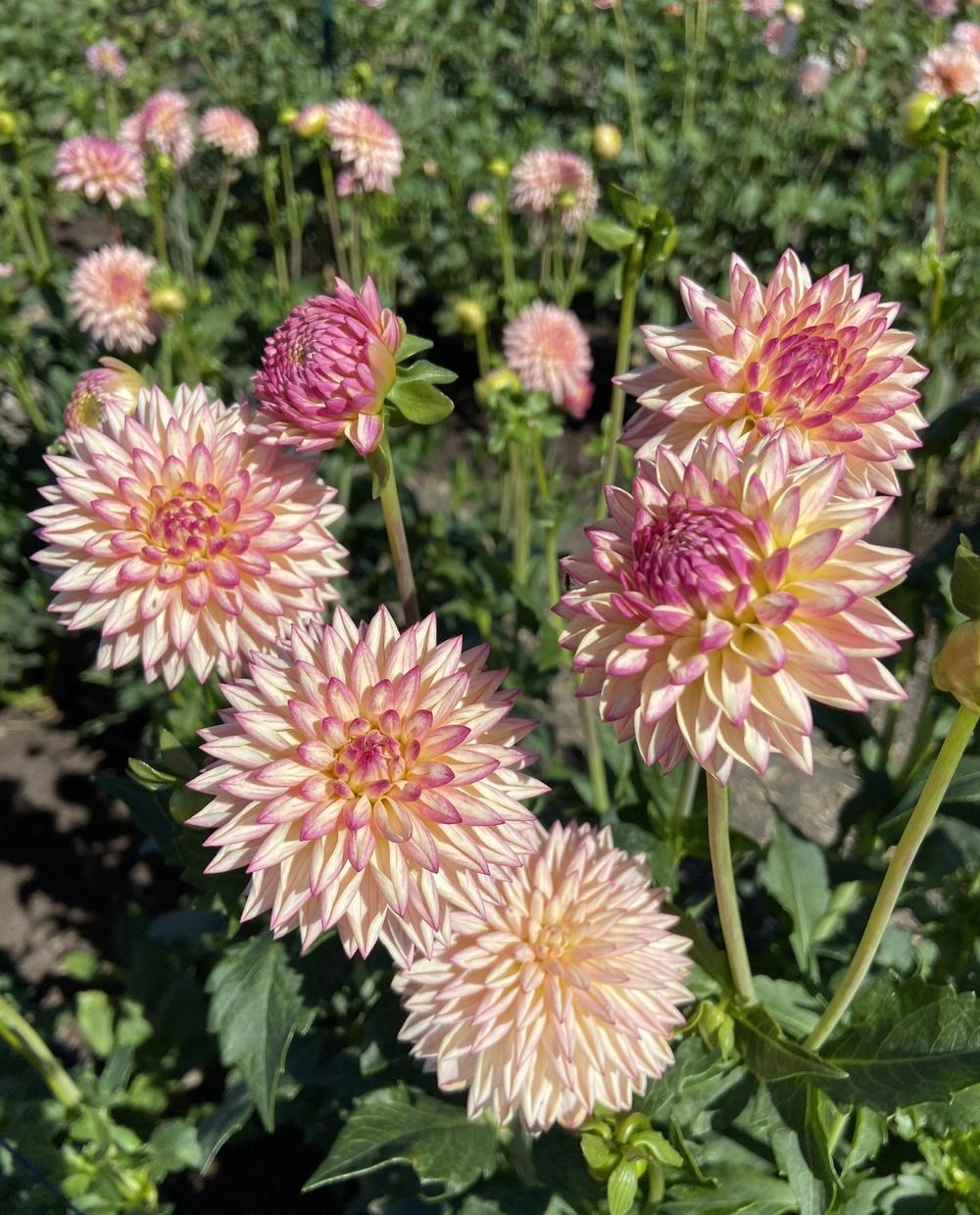 Photo of Dahlia 'Valley Porcupine' uploaded by Calif_Sue
