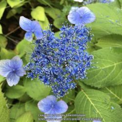 Location: Southern Maine
Date: 2018-07-27
Has sky blue to true blue flowers in the summer.