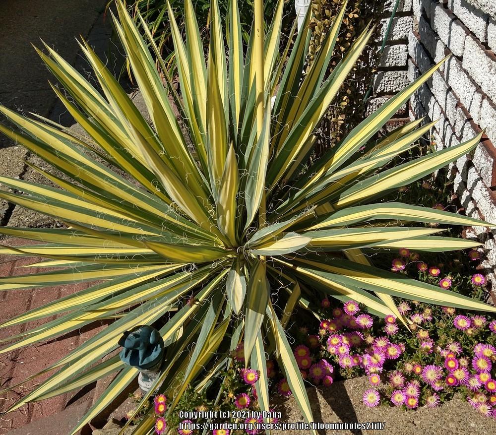 Photo of Adam's Needle (Yucca filamentosa 'Color Guard') uploaded by bloominholes2fill