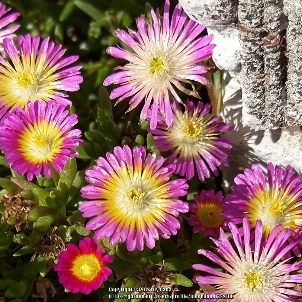 Photo of Ice Plant (Delosperma Wheels of Wonder® Hot Pink Wonder) uploaded by bloominholes2fill