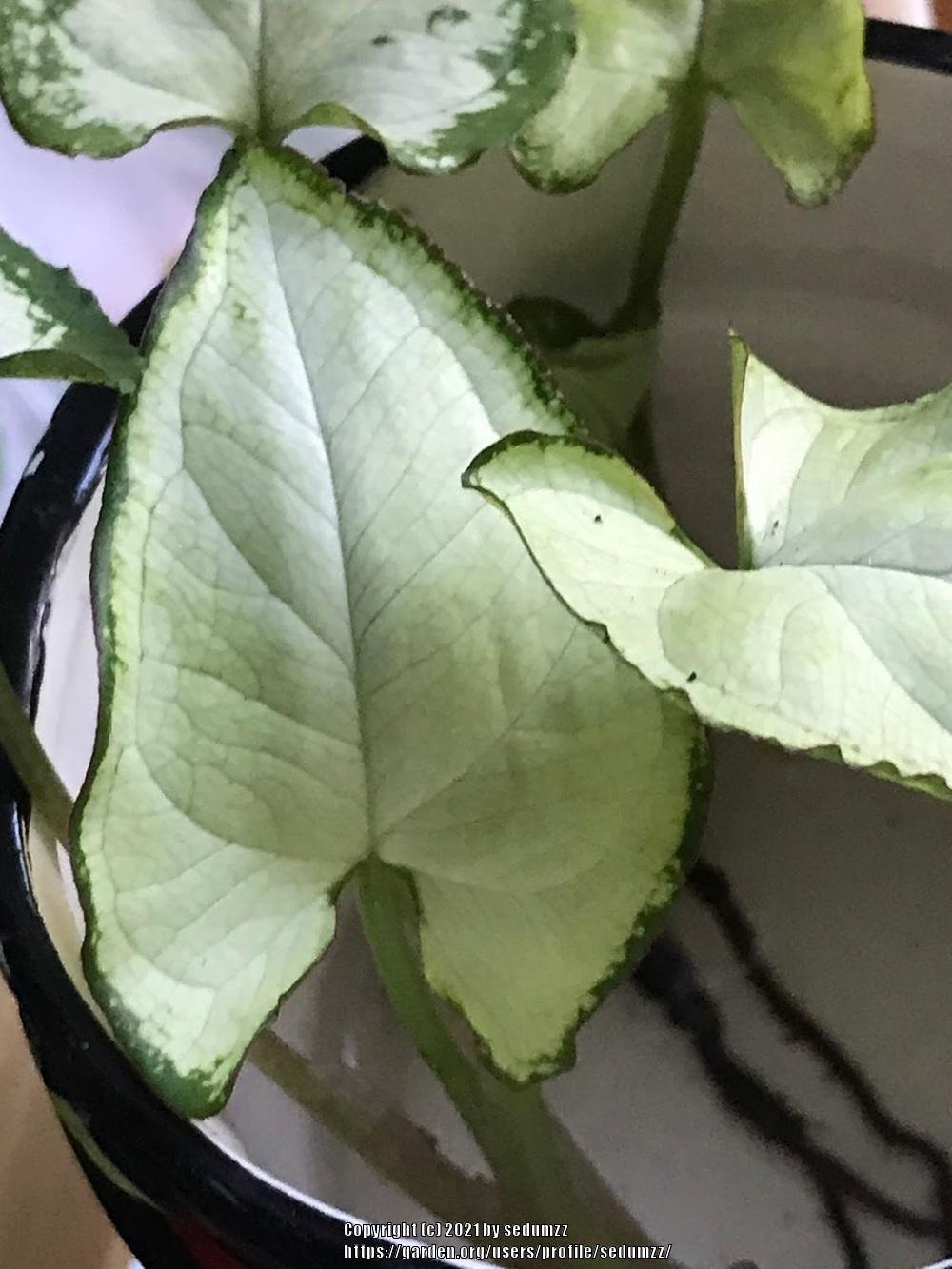 Photo of Arrowhead Vine (Syngonium podophyllum 'Holly M') uploaded by sedumzz