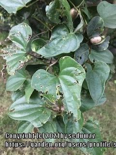 Photo of Chinese Yam (Dioscorea polystachya) uploaded by sedumzz