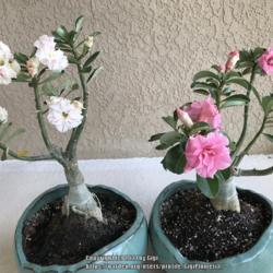 Location: Tampa, Florida
Date: 2021-10-02
Desert rose "Picollo" nicknamed Cake bloom with her friend a pink