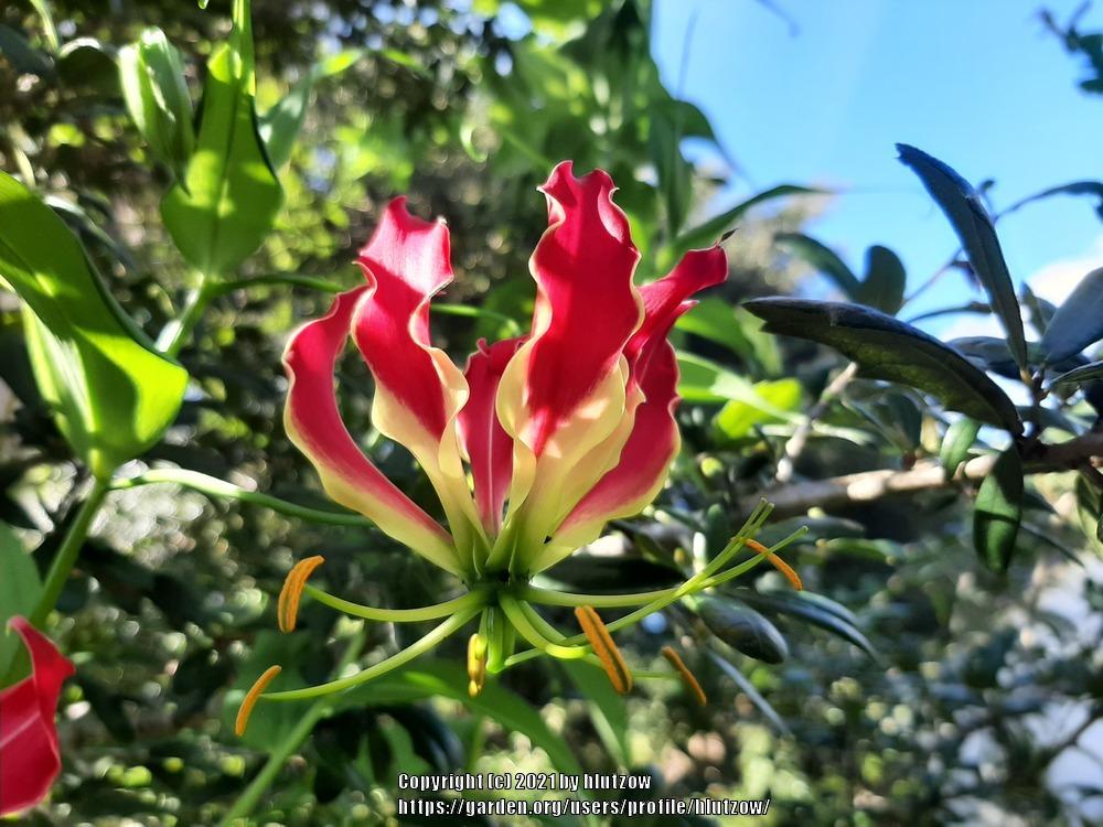 Photo of Gloriosa Lily (Gloriosa superba 'Rothschildiana') uploaded by hlutzow