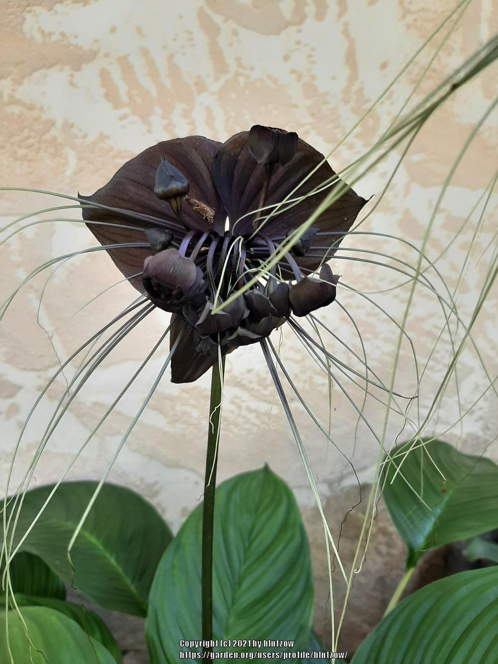 Photo of Bat Flower (Tacca chantrieri) uploaded by hlutzow