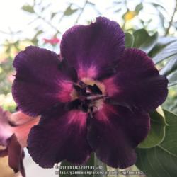 Location: Tampa, Florida
Date: 2021-10-02
Violeta Flora. Second flush of blooms, my double petals purple de