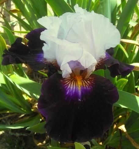 Photo of Tall Bearded Iris (Iris 'Grace upon Grace') uploaded by Joy