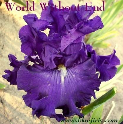 Photo of Tall Bearded Iris (Iris 'World Without End') uploaded by Joy
