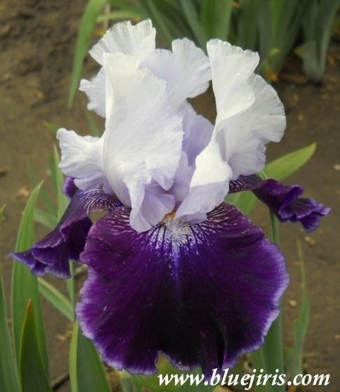 Photo of Tall Bearded Iris (Iris 'High Class') uploaded by Joy