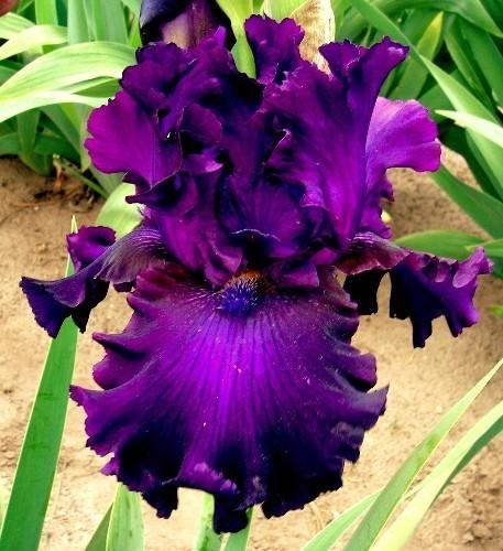 Photo of Tall Bearded Iris (Iris 'Plum Poodle') uploaded by Joy