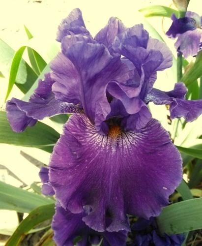Photo of Tall Bearded Iris (Iris 'Spirit Mountain') uploaded by Joy