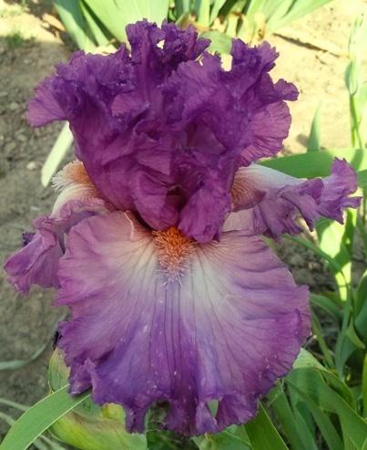 Photo of Tall Bearded Iris (Iris 'Russian Violet') uploaded by Joy