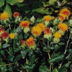 Location: Heathcote Ontario Canada
Date: August
Carthamus tinctorius'Lasting Orange,Yellow' full bloom