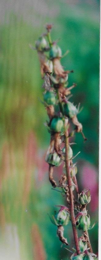Photo of Creeping Bellflower (Campanula rapunculoides) uploaded by Permastake