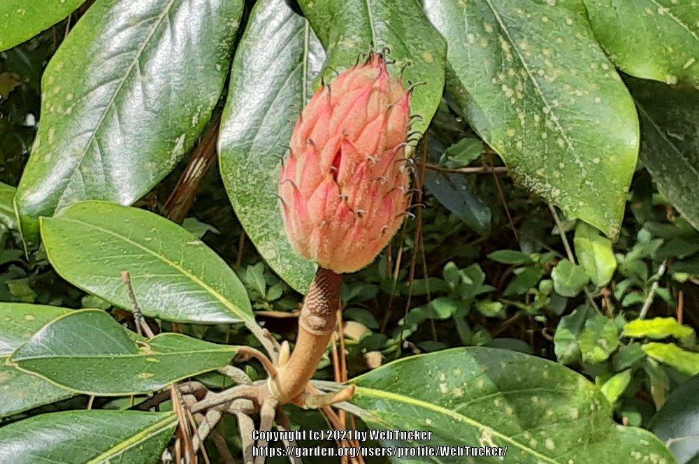 Photo of Southern Magnolia (Magnolia grandiflora) uploaded by WebTucker