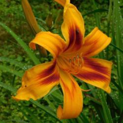Location: Eagle Bay, New York
Date: 2021-07-21
Daylily Calico Spider