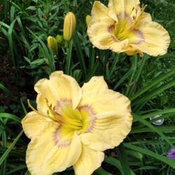 Location: Eagle Bay, New York
Date: 2021-7-28
daylily Etched Eyes