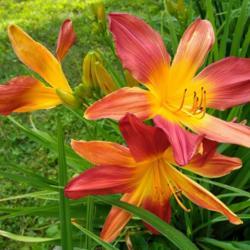 Location: Eagle Bay, New York
Date: 2021-07-15
Daylily 'Open Hearth'