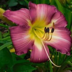 Location: Eagle Bay, New York
Date: 2021-07-21
Daylily Swirling Water