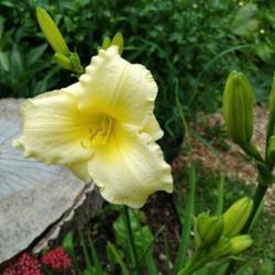 Location: Eagle Bay, New York
Date: 2021-07-15
Daylily 'May May'