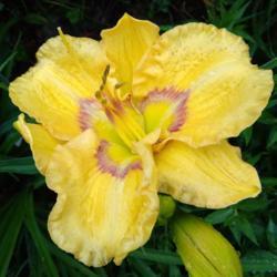 Location: Eagle Bay, New York
Date: 2021-7-17
daylily Etched Eyes