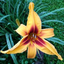 Location: Eagle Bay, New York
Date: 2021-7-21
Daylily Calico Spider