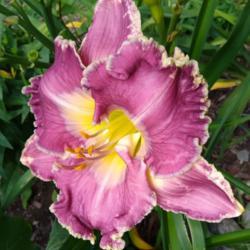 Location: Eagle Bay, New York
Date: 2021-7-28
daylily Ring the Bells of Heaven