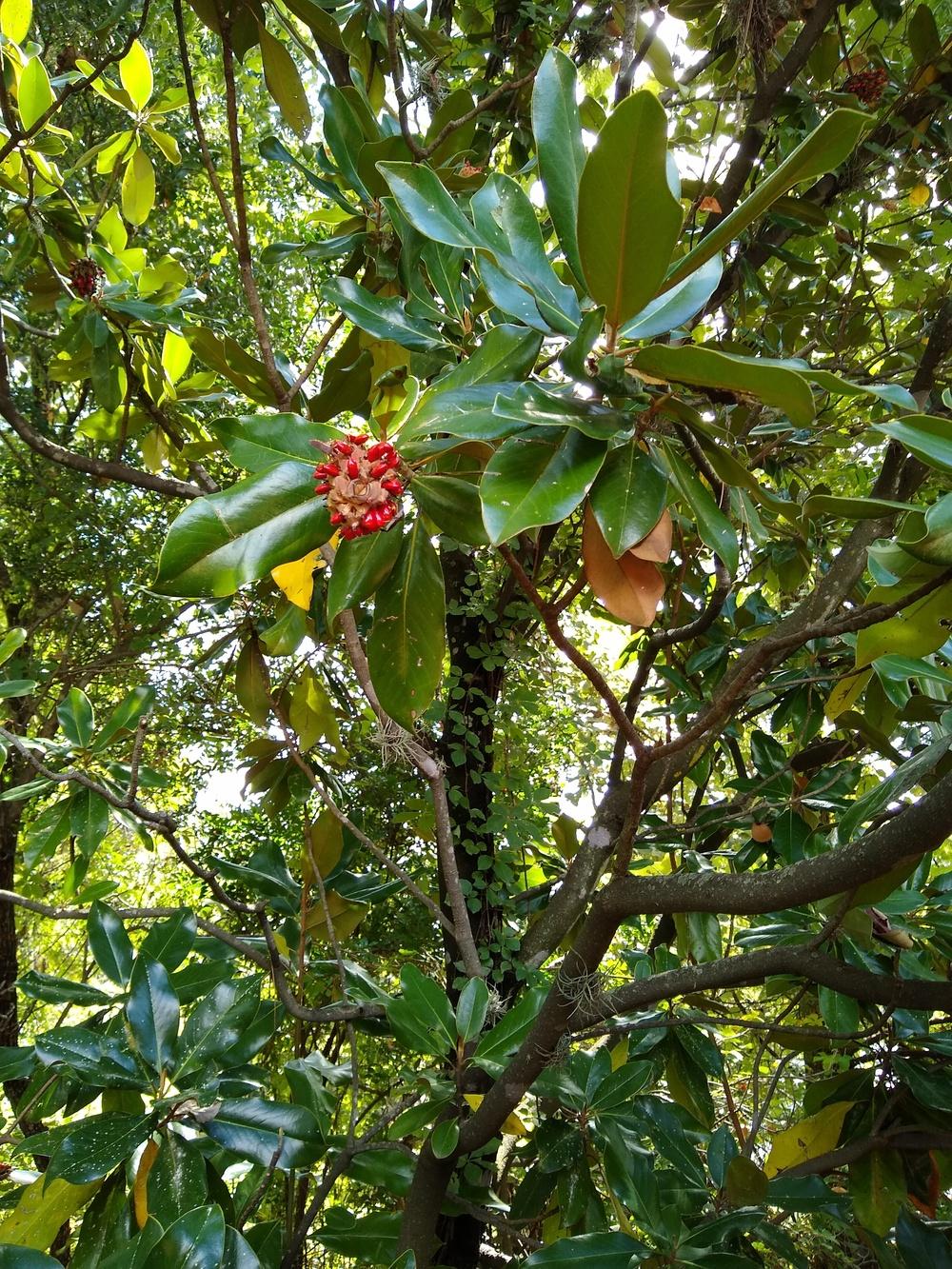 Photo of Southern Magnolia (Magnolia grandiflora) uploaded by christinereid54