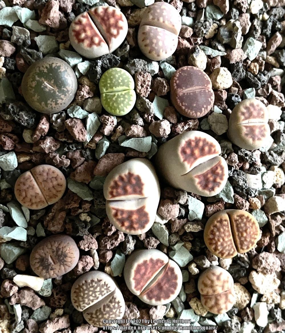 Photo of Living Stones (Lithops) uploaded by HamiltonSquare