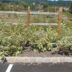 Location: Downingtown, Pennsylvania
Date: 2021-10-01
a few maturing shrubs in a line