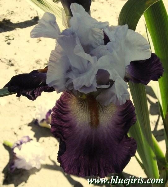Photo of Tall Bearded Iris (Iris 'Team Spirit') uploaded by Joy