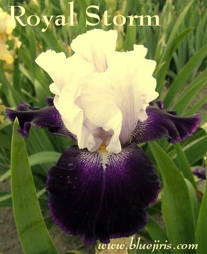 Photo of Tall Bearded Iris (Iris 'Royal Storm') uploaded by Joy