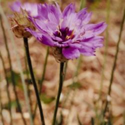 Location: Heathcote Ontario Canada
Date: July
Catananche caerulea'Major'  Flower