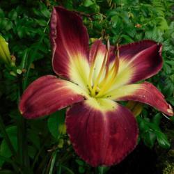 Location: Eagle Bay, New York
Date: 2021-08-13
daylily Sharon's Delight