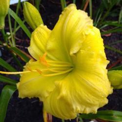 Location: Eagle Bay, New York
Date: 2021-8-12
daylily Beauty to Behold