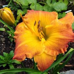 Location: Eagle Bay, New York
Date: 2021-8-11
daylily Paul Stout, opening bud