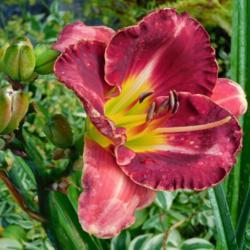 Location: Eagle Bay, New York
Date: 2021-08-13
daylily Join the Party