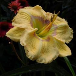 Location: Eagle Bay, New York
Date: 2021-08-13
daylily Etched Eyes