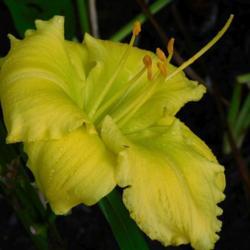 Location: Eagle Bay, New York
Date: 2021-08-13
daylily Beauty to Behold