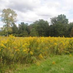 Location: French Creek State Park, PA
Date: 2021-09-21
native meadow with lots of Canada Goldenrod