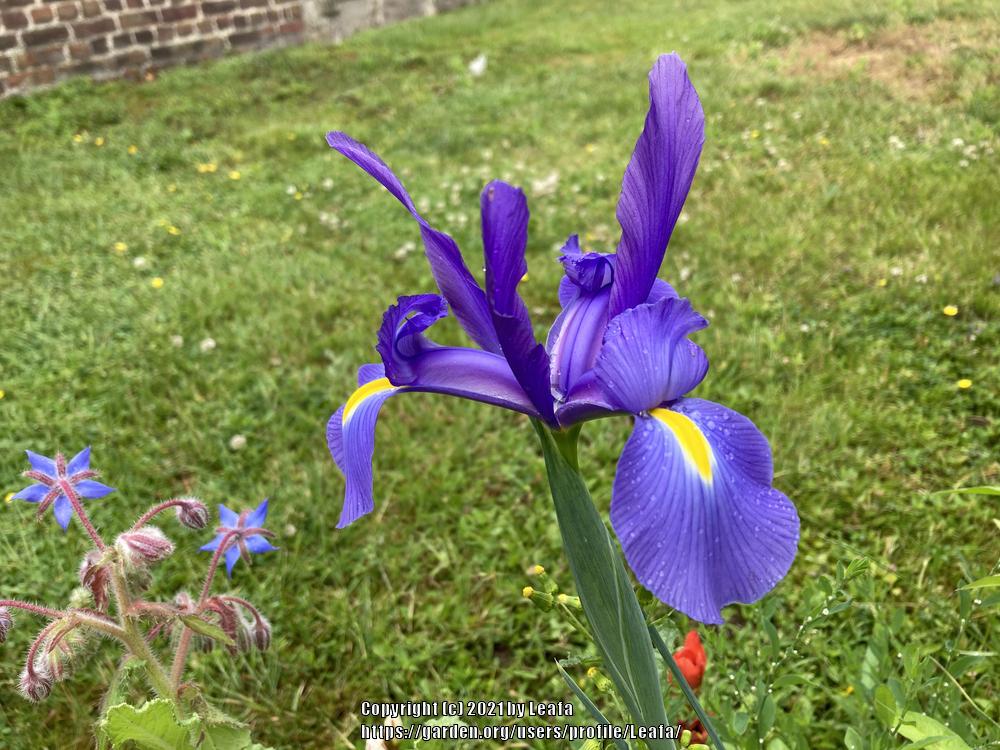 Photo of Dutch Iris (Iris x hollandica) uploaded by Leafa