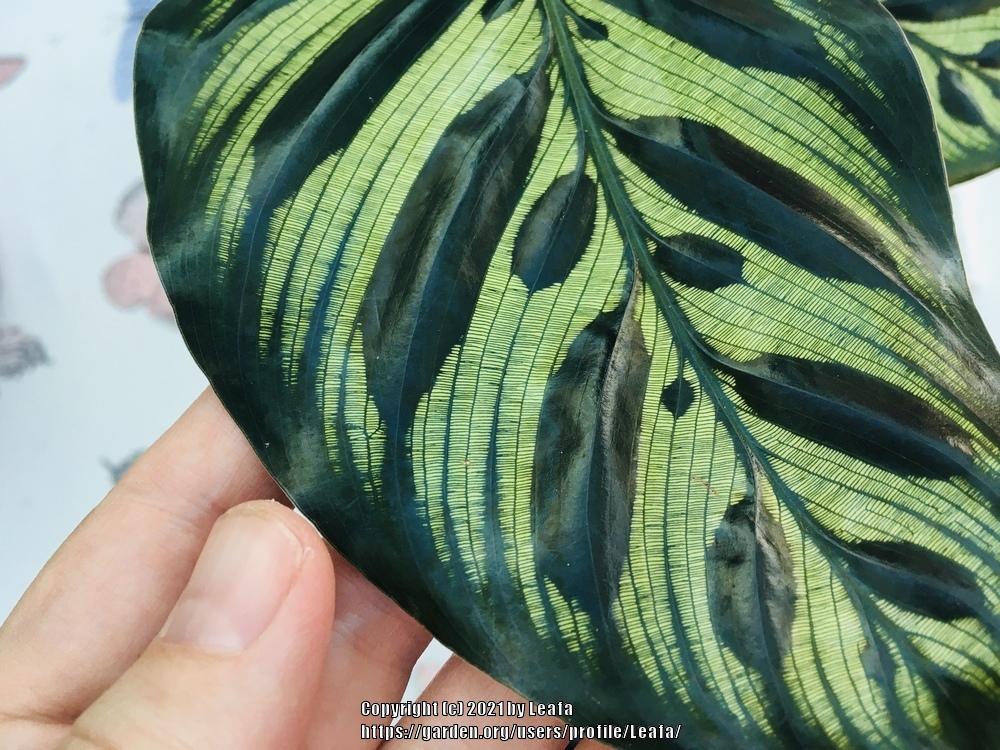 Photo of Peacock Plant (Goeppertia makoyana) uploaded by Leafa