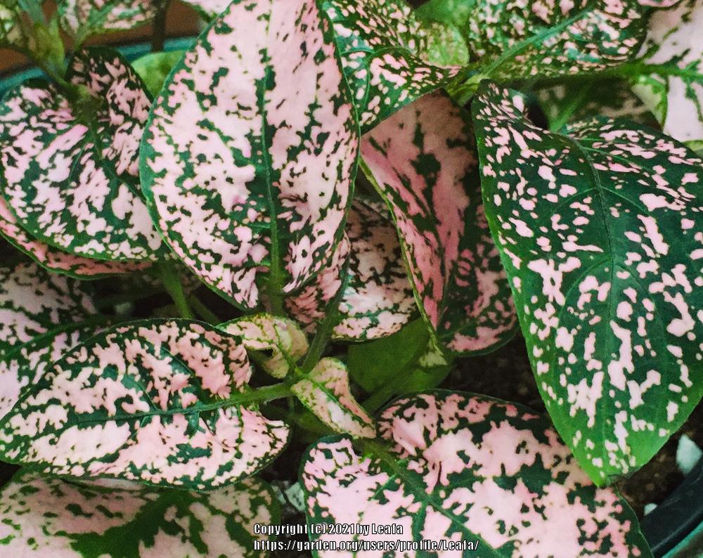 Photo of Polka Dot Plant (Hypoestes phyllostachya) uploaded by Leafa